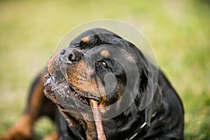 Adorable Devoted Purebred Rottweiler