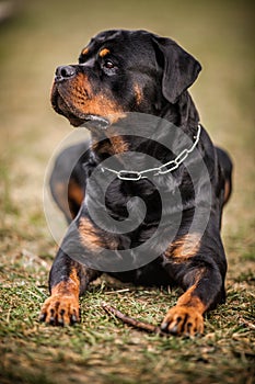 Adorable Devoted Purebred Rottweiler