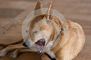 Adorable dixie dingo dog yawning, Western Australia