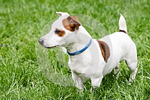 Adorable dog with anti mite and flea collar side view