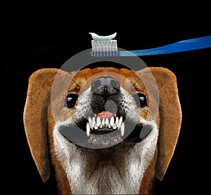 An adorable dog bares his teeth in a smile photo
