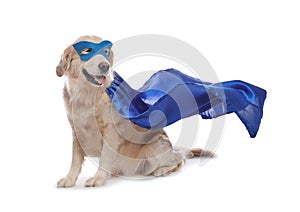 Adorable dog in blue superhero cape and mask on white background