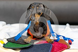 Adorable dog breed of dachshund, black and tan, in body measuring ruler sewing tailor tape measure, seamstress sitting and sews on