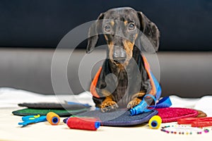 Adorable dog breed of dachshund, black and tan, in body measuring ruler sewing tailor tape measure, seamstress sitting and sews on