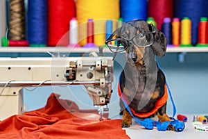 Adorable dog breed of dachshund, black and tan, in the glasses, seamstress sitting and sews on sewing machine. Funny ad for your b