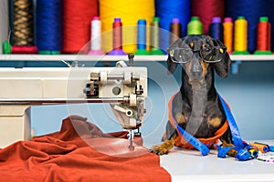 Adorable dog breed of dachshund, black and tan, in the glasses, seamstress sitting and sews on sewing machine. Funny ad for your b
