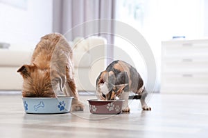 Adorable dog and cat eating pet food together. Friends forever