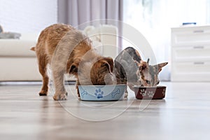 Adorable dog and cat eating pet food together. Friends forever