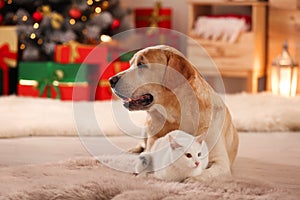 Adorable dog and cat at room decorated for Christmas. Cute pets