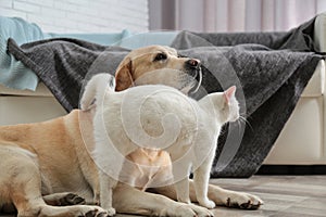 Adorable dog and cat together on floor indoors