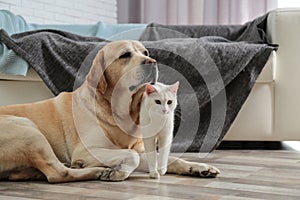 Adorable dog and cat together on floor indoors