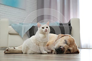 Adorable dog and cat together on floor indoors