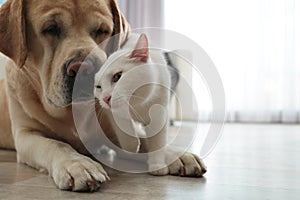 Adorable dog and cat together on floor indoors, closeup. Friends forever