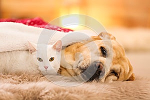 Adorable dog and cat together at room for Christmas. Cute pets