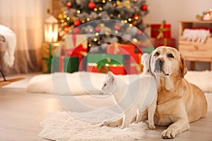Adorable dog and cat together at room for Christmas. Cute pets