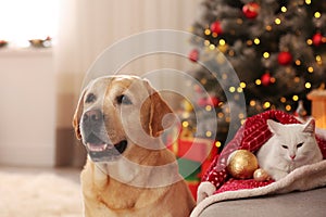 Adorable dog and cat together at room for Christmas. Cute pets