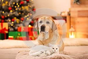 Adorable dog and cat together at room for Christmas. Cute pets