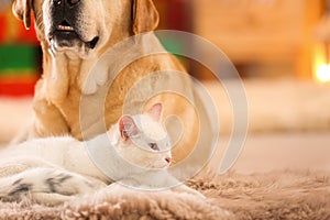 Adorable dog and cat together at room decorated for Christmas.