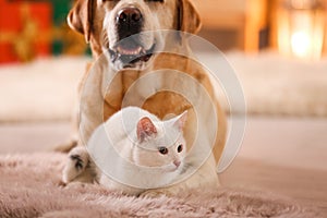 Adorable dog and cat together at room decorated for Christmas