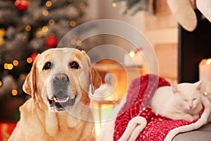 Adorable dog and cat together at room decorated for Christmas