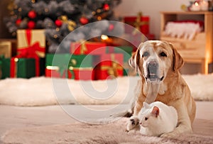 Adorable dog and cat together at room decorated for Christmas