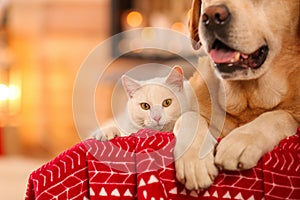 Adorable dog and cat together at room decorated for Christmas