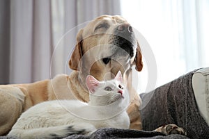 Adorable dog and cat together on sofa. Friends forever