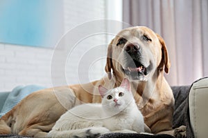 Adorable dog and cat together on sofa indoors