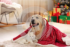 Adorable dog and cat together under blanket at room decorated for Christmas