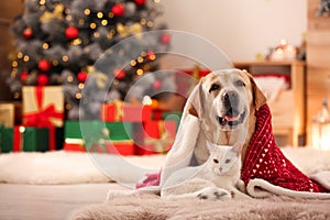 Adorable dog and cat together under blanket at room decorated for Christmas