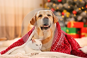 Adorable dog and cat together under blanket at room decorated for Christmas