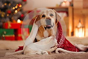 Adorable dog and cat together under blanket at room decorated for Christmas