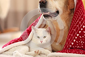 Adorable dog and cat together under blanket at room decorated for Christmas