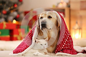 Adorable dog and cat together under blanket at room decorated for Christmas