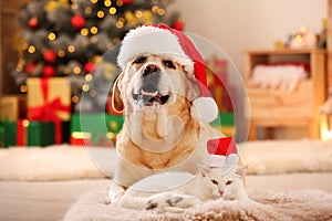 Adorable dog and cat wearing Santa hats together at room for Christmas. Cute pets