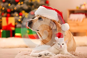 Adorable dog and cat wearing Santa hats together at room decorated for Christmas