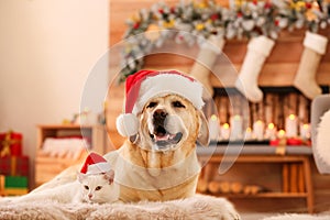 Adorable dog and cat wearing Santa hats together at room decorated for Christmas