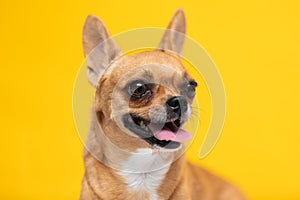 adorable dog Chihuahua breed making happy face and smile on yellow color background