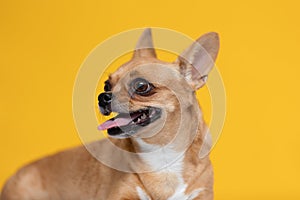 adorable dog Chihuahua breed making happy face and smile on yellow color background