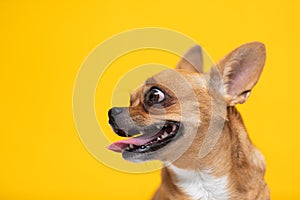 adorable dog Chihuahua breed making happy face and smile on yellow color background