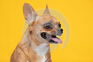 adorable dog Chihuahua breed making happy face and smile on yellow color background