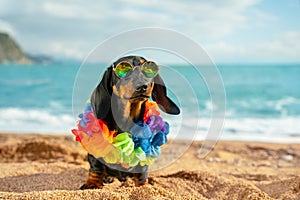 adorable dog dachshund, black and tan, sit sand at the beach sea on summer vacation holidays, wearing sunglasses and