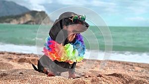 adorable dog dachshund, black and tan, sit sand at the beach sea on summer vacation holidays, wearing sunglasses and