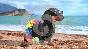 adorable dog dachshund, black and tan, sit sand at the beach sea on summer vacation holidays, wearing sunglasses and