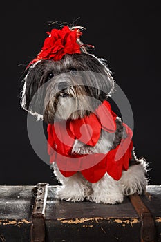 Adorable dog dressed with red hearts and big red rose flower ribbon bow