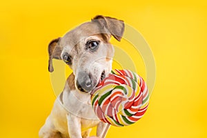 Adorable dog eating sweet candy Colorful spiral lollipop. Cute pet eyes. Yellow background. Healthy lifestyle concept