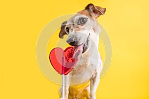 Adorable dog enjoinh sweet candy. Heart shaped lollipop. Heartbreaker. LIcking sweets small pet. Yellow background photo