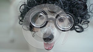 Adorable dog face in afro style black curls hair wig and nerd round glasses