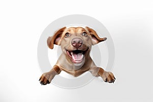 white dog cute fly pet doggy canino jump purebred animal background. Generative AI. photo