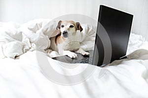 Adorable dog in glasses working with laptop computer.